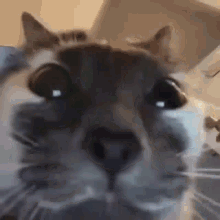 smelly cat